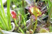 la drosera ou rosée du soleil