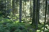 la forêt