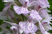 Orchis tacheté